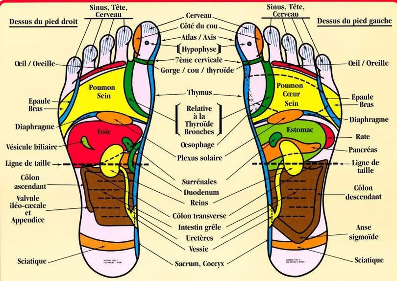 carte des pieds réfléxologie plantaire